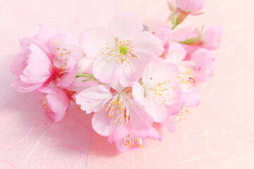 Naklejka premium 桜の背景