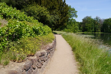 Fototapeta premium Weinberg im Wörlitzer Park im Dessau Wörlitzer Gartenreich