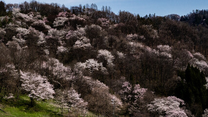 Fototapeta na wymiar 丘陵地に咲く山桜　池田町　陸郷山桜