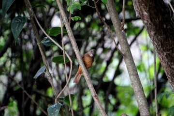 ave tiê preto - Tachyphonus coronatus  