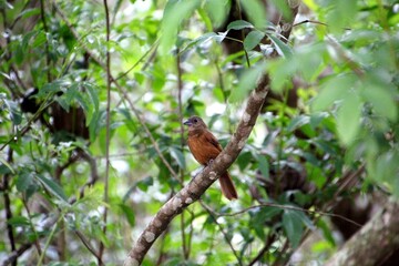 ave tiê preto - Tachyphonus coronatus  