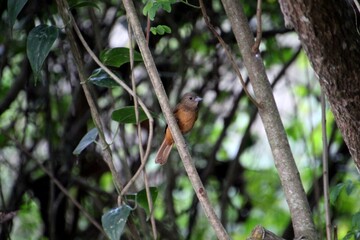 ave tiê preto - Tachyphonus coronatus  