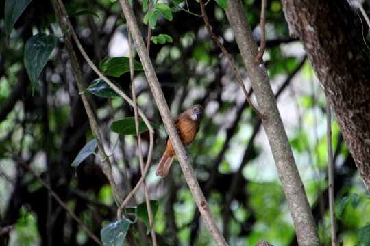 ave ti&ecirc; preto - Tachyphonus coronatus  