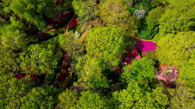 View of the Isabella Plantation, a beautiful woodland garden in Richmond, best known for its evergreen azaleas, ponds and streams, London