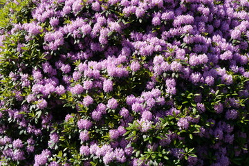 Rhododendron im Schlossgarten Oranienbaum