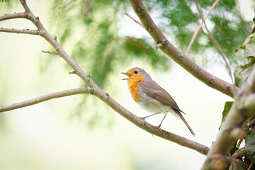 profile view of a robin joyfully singing on a branch with open beak