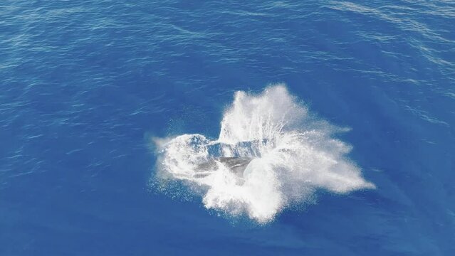 Baby humpback whale breaches twice, breathes, then breaches a third time. Happy humpback calf frolics in the ocean