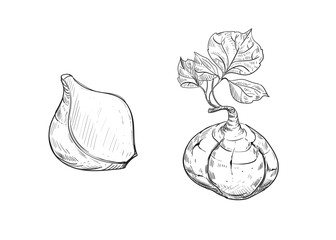 Hand drawn sketch black and white illustration of turnip jicama, root, leaf. Vector illustration. Elements in graphic style label, sticker, menu, package. Engraved style illustration.