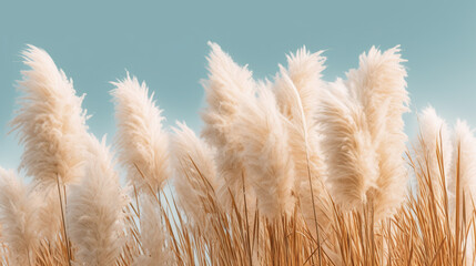 delicate pampas grass is subtly accentuated against a gentle gradient of sky blue to soft white