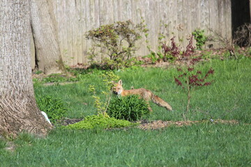 Fox in the Yard