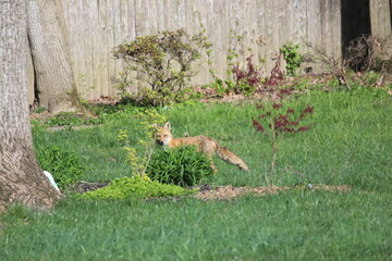 Fox in the Yard