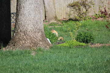 Fox in the Yard