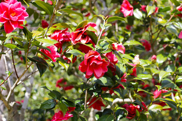 Obraz premium Beautiful camellia flower on tree. The Expo 70 Commemorative Park, Osaka, Japan