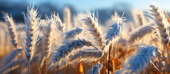 Ears of wheat in the field at sunset, close-up