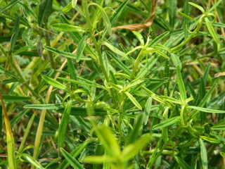 close-up photo of green plants growing wild in tropical mountain areas