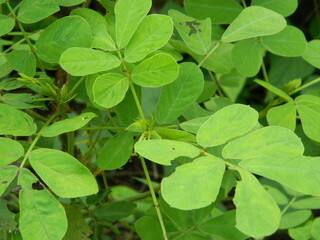 close-up photo of green plants growing wild in tropical mountain areas