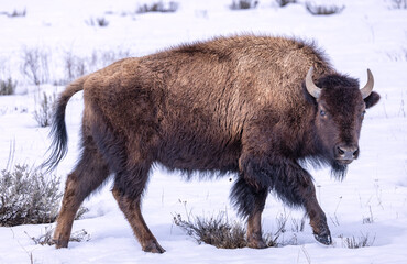 american bison in winter © FPLV