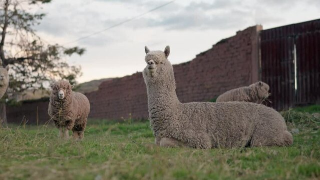 Alpacas and sheep sleeping and grazing in the Andes mountain range surrounded by vegetation and clouds with blue sky at sunset illuminated with natural light in the heights of Peru in Latin America