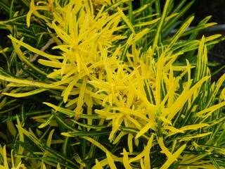 close-up photo of green plants growing wild in tropical mountain areas