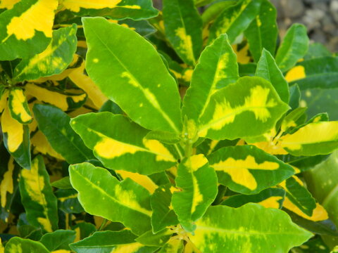 close-up photo of green plants growing wild in tropical mountain areas