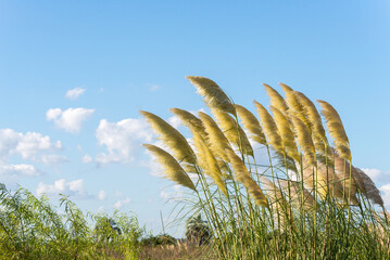 A field of tall grasses with a clear blue sky in the background wind countryside