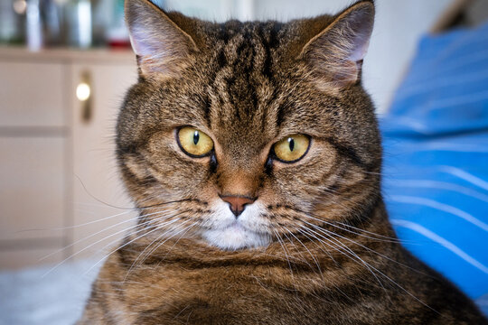 Portrait of a cat.Close-up of a cat's face.