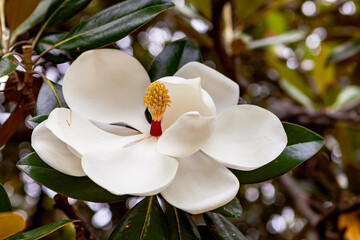 Southern magnolia (Magnolia grandiflora) at Sydney, NSW Australia