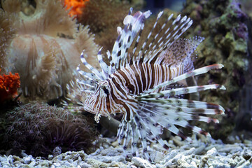 Naklejka na ściany i meble Beautiful lionfish on coral reef, indonesia underwater marine fish