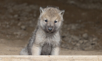Curious Wolf Pup: Close Encounter with a Young Canis Lupus Timberwolf.  Wildlife Photography. 