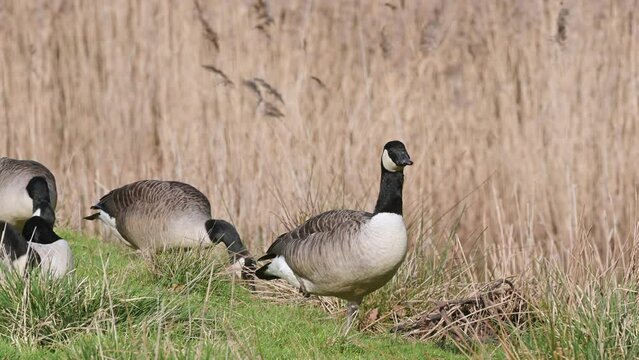 Canada Goose, Branta canadensis, geese on marshes at winter