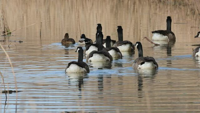 Canada Goose, Branta canadensis, geese on marshes at winter