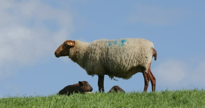 Ewe and lambs grazing on the Elbe dyke near Bleckede, Lower Saxony, Germany, Europe