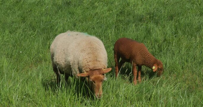 Ewe and lamb grazing on the Elbe dyke near Bleckede, Lower Saxony, Germany, Europe