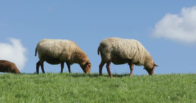 Sheep grazing on the Elbe dyke near Bleckede, Lower Saxony, Germany, Europe