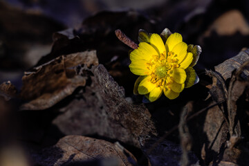 Adonis amurensis blooming in early spring - obrazy, fototapety, plakaty
