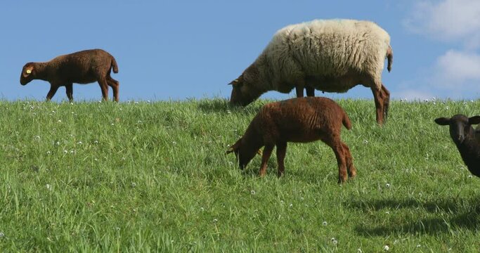 Ewe and lambs grazing on the Elbe dyke near Bleckede, Lower Saxony, Germany, Europe