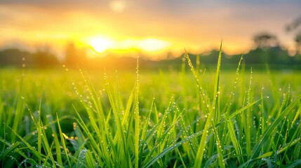 Soft focus of green rice field with paddy rice in Central Region of Thailand. Rice is the main...