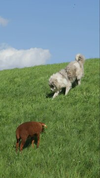 Underutilised shepherd dog searching for mice, lamb, Elbe dyke near Bleckede, Lower Saxony, Germany, Europe