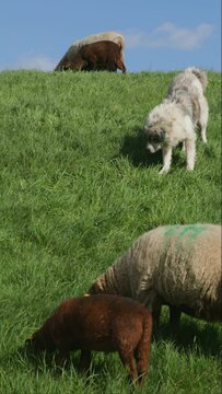 Underutilised shepherd dog searches for mice, sheep, lambs, Elbe dyke near Bleckede, Lower Saxony, Germany, Europe