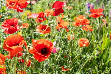 Fototapeta premium wild flower mix with red poppies on green background summer time