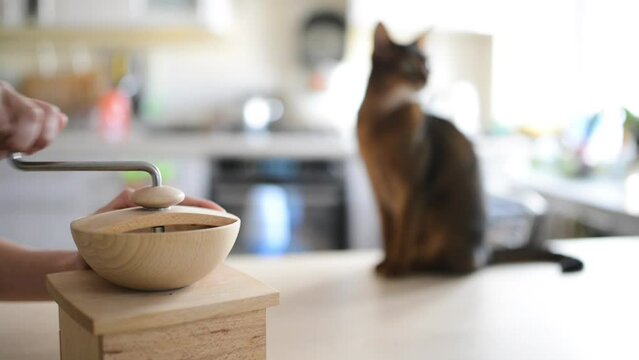 A man turns the handle of a wooden handmill. Abyssinian cat sitting on the table in the kitchen.