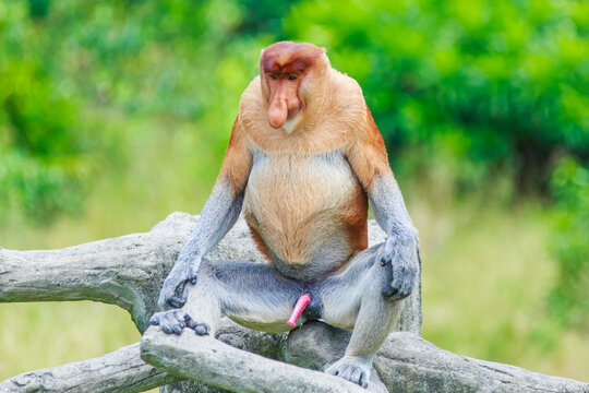 proboscis monkey or nasalis larvatus