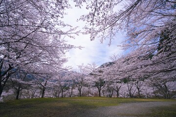 満開の桜と青空