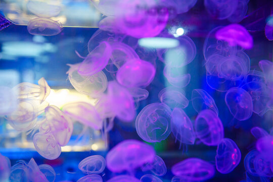 Jelly fish in the aquarium 