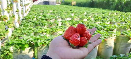 strawberry on woman hands. Fresh picked strawberries held over strawberry plants.	
