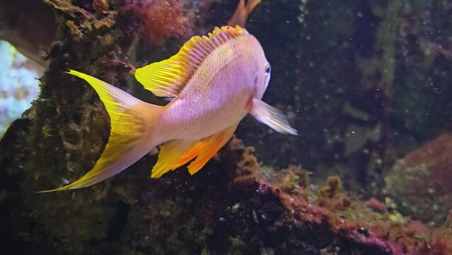 Close view of orange cichlid fish with large fins floating underwater	
