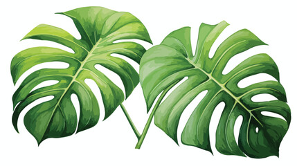 Fototapeta na wymiar Watercolor tropical monstera leaves hand drawn illustration