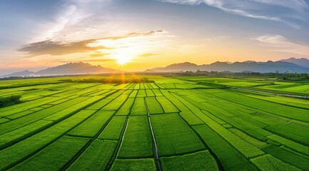 Expansive Green Beauty: Aerial Perspective of Lush Rice Fields Stretching Far and Wide