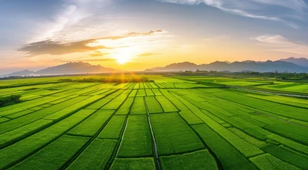 Poster Expansive Green Beauty: Aerial Perspective of Lush Rice Fields Stretching Far and Wide © Arnolt