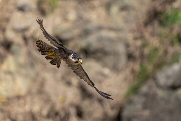 断崖絶壁をバックに悠然と飛ぶハヤブサ幼鳥